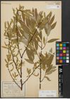 Foto von Salix alba L. x Salix fragilis L.